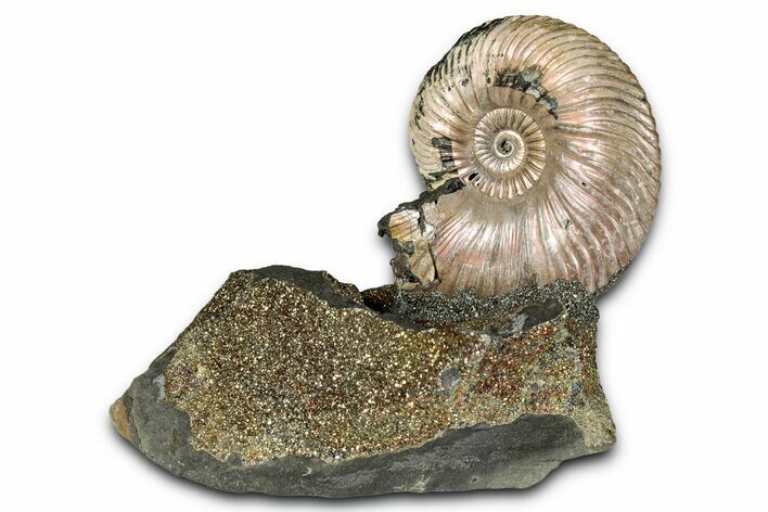 Iridescent, Pyritized Ammonite (Quenstedticeras) Fossil Display #353759